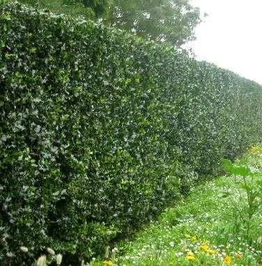 Gard viu- tuia, lemn cainesc, buxus, liliac- 100+ 50gratis - Imaginea 5