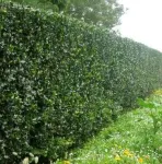 Gard viu- tuia, lemn cainesc, buxus, liliac- 100+ 50gratis - Miniatura 5