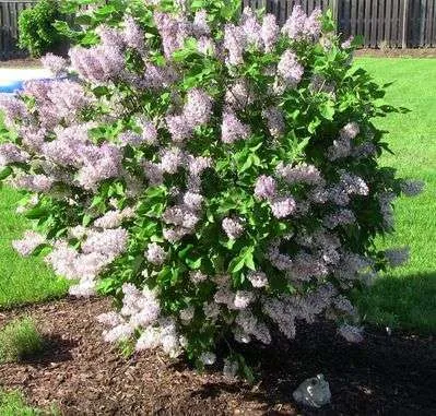 Gard viu- tuia, lemn cainesc, buxus, liliac- 100+ 50gratis - Imaginea 6