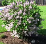 Gard viu- tuia, lemn cainesc, buxus, liliac- 100+ 50gratis - Miniatura 6
