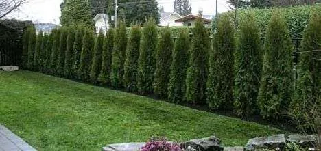 Gard viu- tuia, lemn cainesc, buxus, liliac- 100+ 50gratis - Imaginea 7