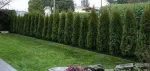 Gard viu- tuia, lemn cainesc, buxus, liliac- 100+ 50gratis - Miniatura 7