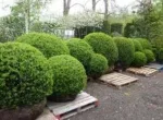 Gard viu- tuia, lemn cainesc, buxus, liliac- 100+ 50gratis - Miniatura 8