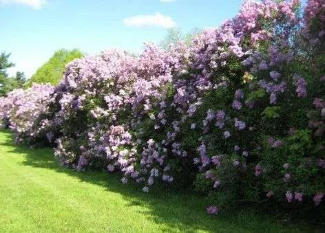 Gard viu- tuia, lemn cainesc, buxus, liliac- 100+ 50gratis - Imaginea 9
