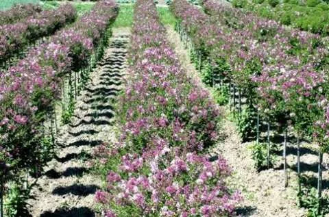 Gard viu- tuia, lemn cainesc, buxus, liliac- 100+ 50gratis - Imaginea 10