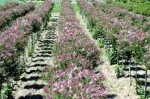 Gard viu- tuia, lemn cainesc, buxus, liliac- 100+ 50gratis - Miniatura 10