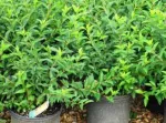 Gard viu- tuia, lemn cainesc, buxus, liliac- 100+ 50gratis - Miniatura 11