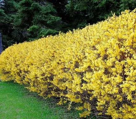 Gard viu- tuia, lemn cainesc, buxus, liliac- 100+ 50gratis - Imaginea 12