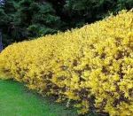 Gard viu- tuia, lemn cainesc, buxus, liliac- 100+ 50gratis - Miniatura 12