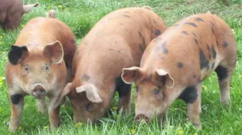Vindem Porci de Carne pentru Abator - Imaginea 1