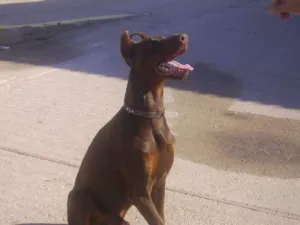 Dresaj canin