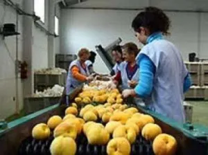 Locuri de munca in germania la ambalat fructe si legume in fabrica