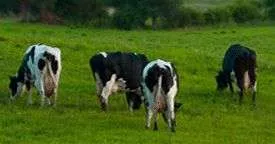 Vindem Vaci si Juninci de Rasa de Lapte si Carne