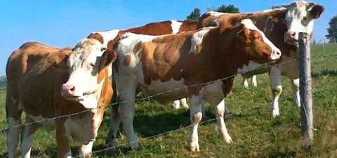 Vindem Vaci si Juninci de Rasa de Lapte si Carne - Imaginea 2