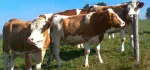 Vindem Vaci si Juninci de Rasa de Lapte si Carne - Miniatura 2