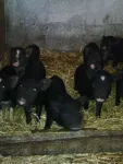 porci vietnamejii - Miniatura 2