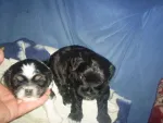 Bishon Havanez catei de 2 luni masculi, negrii si alb cu negru - Miniatura 1