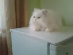 Pisica Persana - Miniatura 1