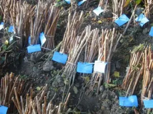Vand Arbusti Fructiferi si Fructe de Padure