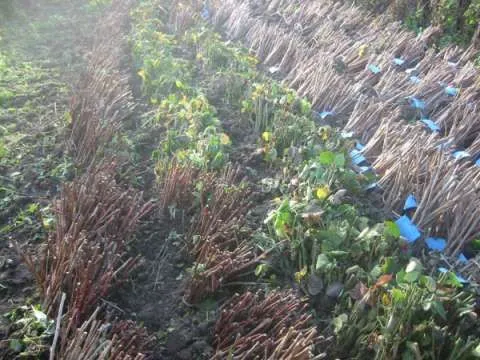 Vand Arbusti Fructiferi si Fructe de Padure - Imaginea 2