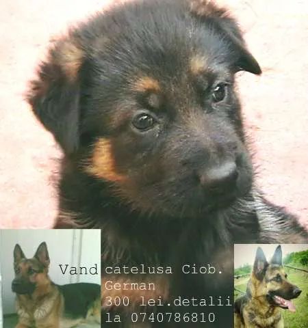 Vand catelusa Ciobanesc German - Imaginea 2