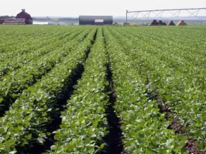 Munca in strainatate,agricultura!