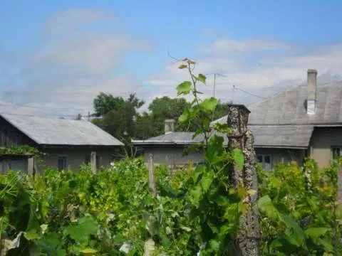 Casa de Vanzare cu Magazie Anexa din 2 camere - Imaginea 14