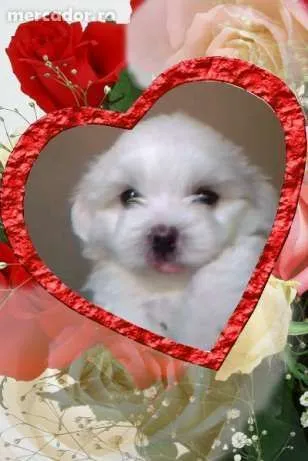 Vand Bichon Maltez Pufos- un Cadou Frumos pentru cel Mic - Imaginea 1