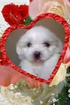 Vand Bichon Maltez Pufos- un Cadou Frumos pentru cel Mic - Miniatura 1