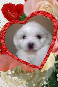 Vand Bichon Maltez Pufos- un Cadou Frumos pentru cel Mic
