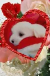 Vand Bichon Maltez Pufos- un Cadou Frumos pentru cel Mic - Miniatura 2