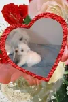 Vand Bichon Maltez Pufos- un Cadou Frumos pentru cel Mic - Miniatura 3