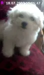 Vand Bichon Maltez Pufos- un Cadou Frumos pentru cel Mic - Miniatura 4