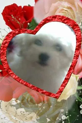 Vand Bichon Maltez Pufos- un Cadou Frumos pentru cel Mic - Imaginea 5
