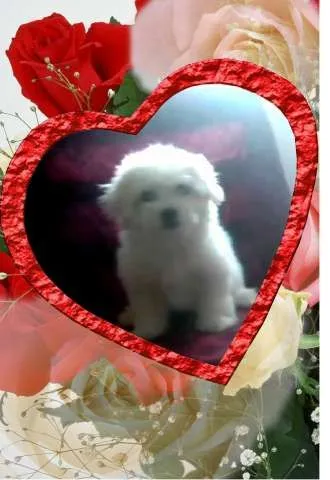 Vand Bichon Maltez Pufos- un Cadou Frumos pentru cel Mic - Imaginea 6