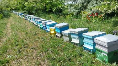 vand familii de albine, roiuri cu sau fara lazi, mangalia - negociabil - 338 748 3