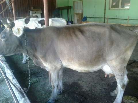 Vand 2vaci, 1vaca switz si 1bruna cu vitel langa ea.