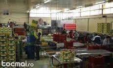 Hale Germania-1300 euro lunar 