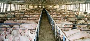 vacar pentru germania 1100 euro