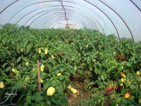 ANGAJAM URGENT  PERSONAL PENTRU GERMANIA