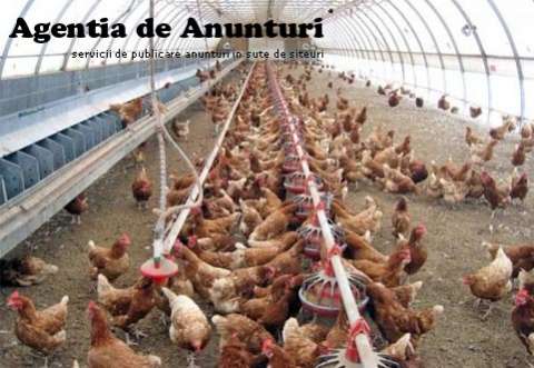 AVICOLA PUI SI PASARI DE CASA