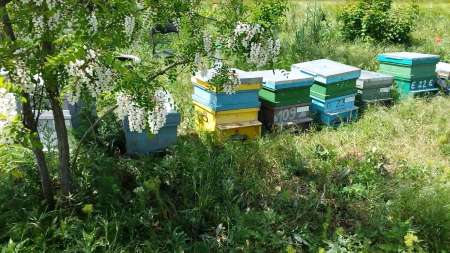 vand familii de albine, roiuri cu sau fara lazi, mangalia - negociabil - 338 748 2