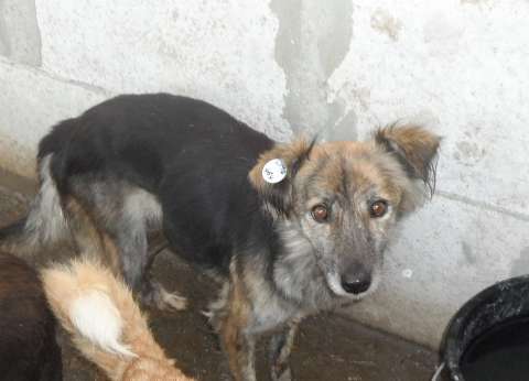 Catelusa sfioasa pentru adoptie