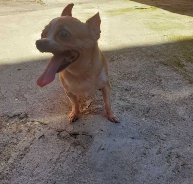 chihuahua 1