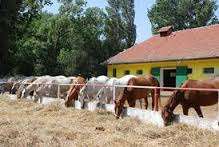 ferme cai Germania 