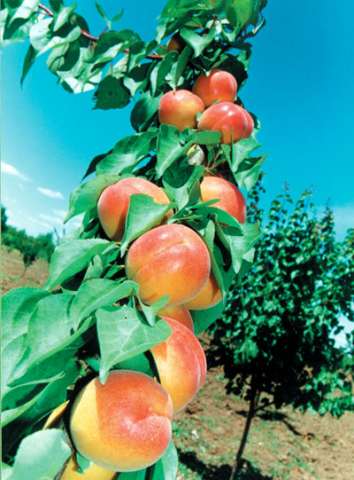 pomi fructiferi altoiti certificati 8
