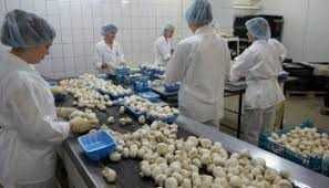 depozite de ciuperci austria - faurei 