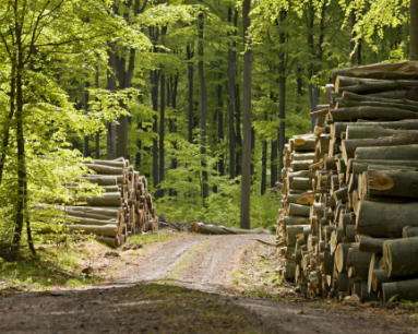 Spatii Verzi Germania 1.400 Euro 