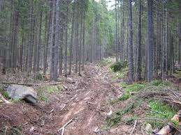 Forestier Austria