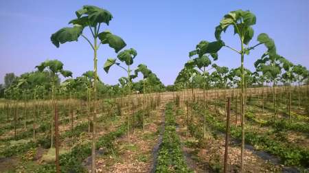 plantatii paulownia primavara 1